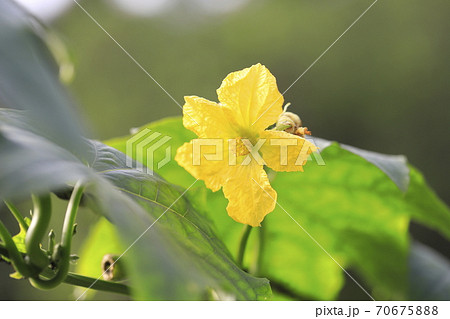 黄色いヘチマの花の写真素材