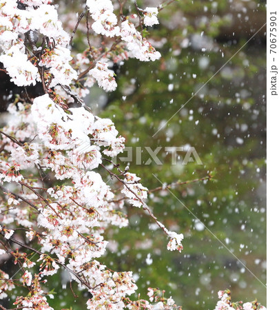 雪と桜 雪と桜 70675901