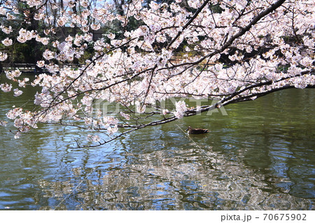 かもと桜 かもと桜 70675902