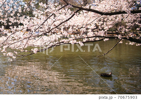 かもと桜 かもと桜 70675903