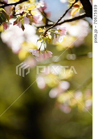 桜 御車返し (みくるまがえし) 70675939