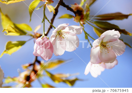 桜 御車返し (みくるまがえし) 70675945