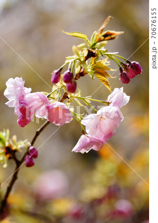 桜 紅笠 (べにがさ) 桜 紅笠 (べにがさ) 70676155