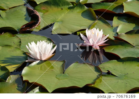 ピンクの睡蓮の花 ピンクの睡蓮の花 70676169