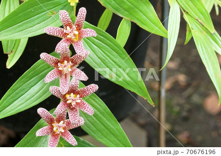 茶色い色をしたコハクホトトギス（琥珀杜鵑草）の咲き始め 70676196