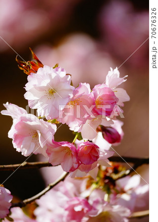 桜 紅豊 (べにゆたか) 桜 紅豊 (べにゆたか) 70676326