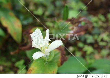 シロバナホトトギス（白花杜鵑草）の咲き始め 70676543