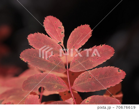 北アルプス 天狗原の紅葉したナンキンナナカマドの写真素材