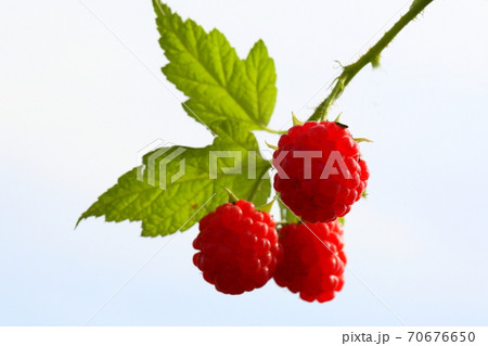 ラズベリー ラズベリー 70676650