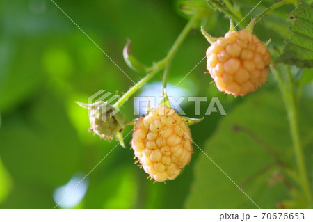 ラズベリー ラズベリー 70676653