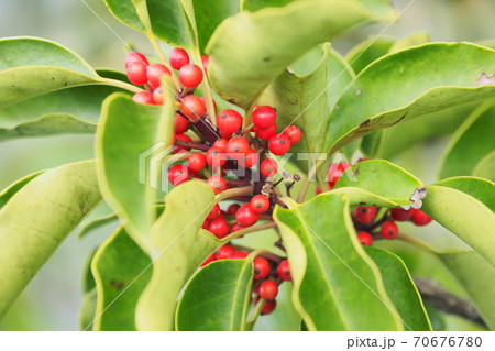 クロガネモチ（縁起物や秋のイメージに） 70676780