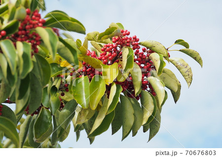 クロガネモチ（縁起物や秋のイメージに） 70676803