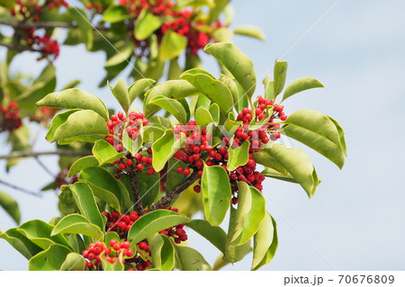 クロガネモチ（縁起物や秋のイメージに） 70676809