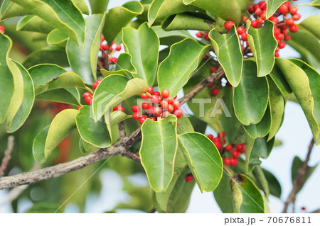 クロガネモチ（縁起物や秋のイメージに） 70676811