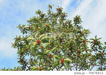 クロガネモチ（縁起物や秋のイメージに） 70676813