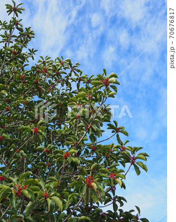 クロガネモチ（縁起物や秋のイメージに） 70676817