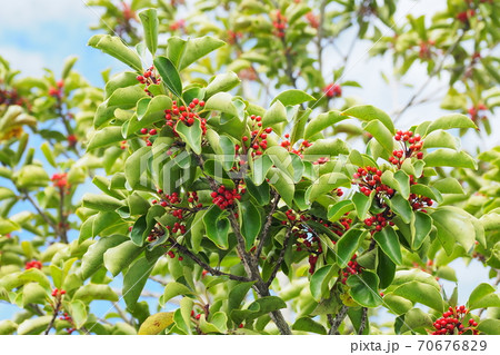 クロガネモチ（縁起物や秋のイメージに） 70676829