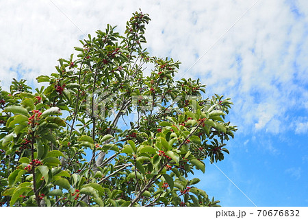 クロガネモチ（縁起物や秋のイメージに） 70676832