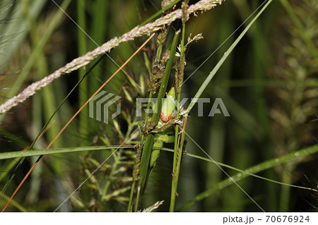 カヤキリ 70676924