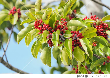 クロガネモチ（縁起物や秋のイメージに） 70676956