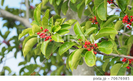 クロガネモチ（縁起物や秋のイメージに） 70676985