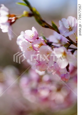 桜 小松乙女 (こまつおとめ) 桜 小松乙女 (こまつおとめ) 70677567