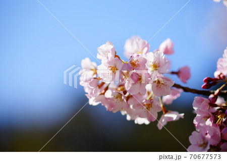 桜 小松乙女 こまつおとめ の写真素材