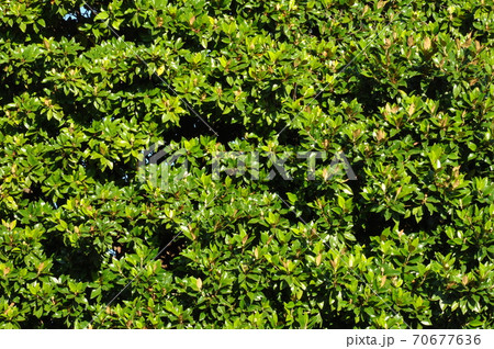 Green bush background Green bush background 70677636