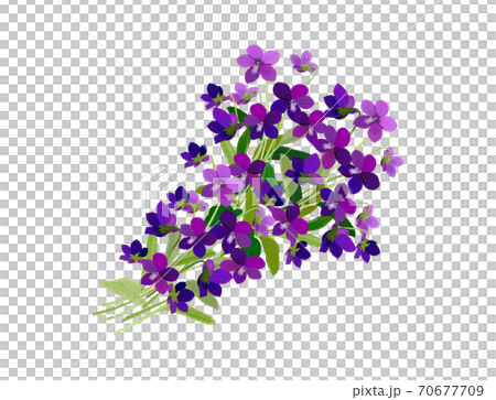 春の花 スミレ 春の花 スミレ 70677709