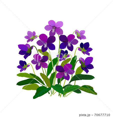 Spring Flower Violet Stock Illustration