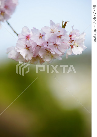 桜 小彼岸 (こひがん) 桜 小彼岸 (こひがん) 70677749