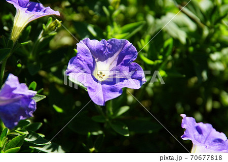 ペチュニア Petunia ペチュニア Petunia 70677818