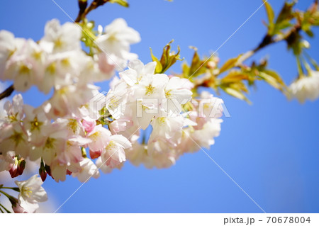 桜 苔清水 (こけしみず) 桜 苔清水 (こけしみず) 70678004