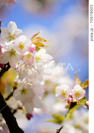 桜 苔清水 (こけしみず) 桜 苔清水 (こけしみず) 70678005