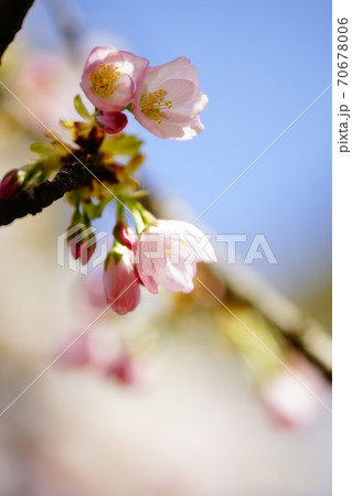 桜 苔清水 (こけしみず) 桜 苔清水 (こけしみず) 70678006