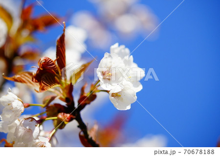 桜 大漁桜 (たいりょうざくら) 70678188
