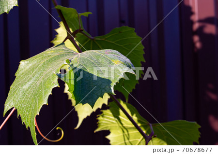 Green vine leaf closeup on background of fence Green vine leaf closeup on background of fence 70678677