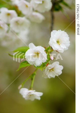 桜 八重紅大島 (やえべにおおしま) 70679623
