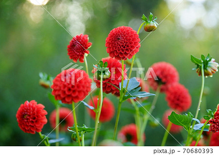 ダリア・アトム2 70680393