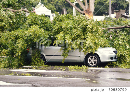 Car Filled With Trees Fallen Because of a Hurricane Car Filled With Trees Fallen Because of a Hurricane 70680799