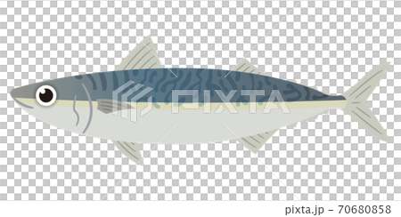サバのイラストレーション 70680858