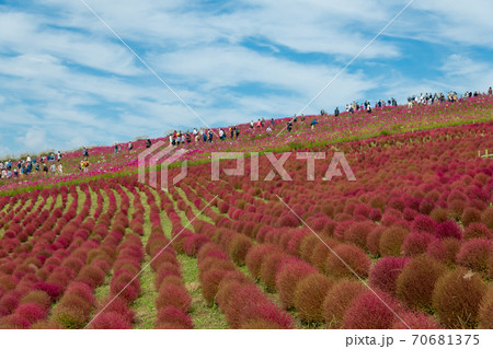 【みはらしの丘を望むコキアとコスモス】 70681375