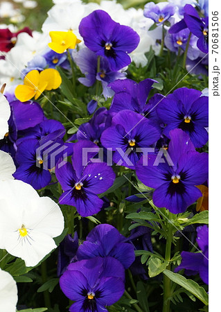 春の花畑 春の花畑 70681506