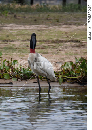 ズグロハゲコウ(パンタナール、ブラジル) ズグロハゲコウ(パンタナール、ブラジル) 70682080