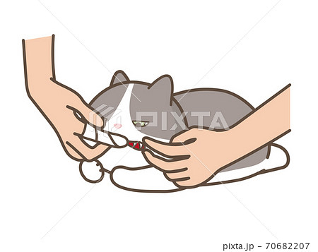 指にガーゼを巻き付けて猫の歯を掃除するのイラスト素材 7067