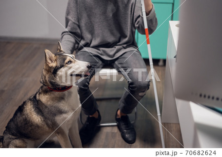 A portrait of a guide dog sitting at the feet of its owner A portrait of a guide dog sitting at the feet of its owner 70682624