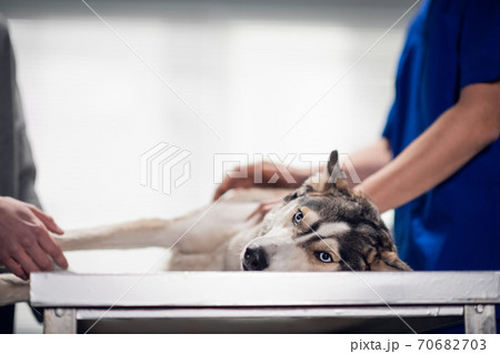 A cute calm dog getting a check up at the vets office A cute calm dog getting a check up at the vets office 70682703