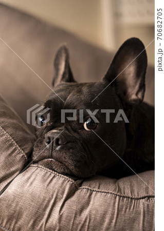 犬 子犬 動物 70682705