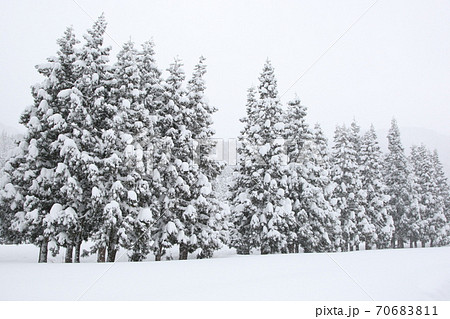 豪雪地帯の雪の積もった針葉樹林の写真素材 [70683811] - PIXTA