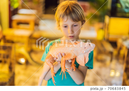 Boy and iguana- also known as Common iguana or American iguana, is a large, arboreal, mostly herbivorous species of lizard of the genus Iguana native to Central, South America Boy and iguana- also known as Common iguana or American iguana, is a large, arboreal, mostly herbivorous species of lizard of the genus Iguana native to Central, South America 70683845